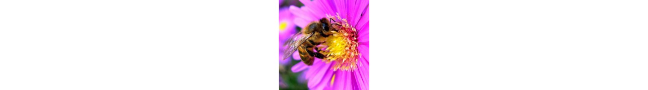 ▷ La propolis réserve la richesse de la ruche pour votre bien-être