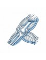 Image de la categorie Articulations et Muscles