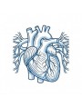 Image de la categorie Varices et insuffisance veineuse