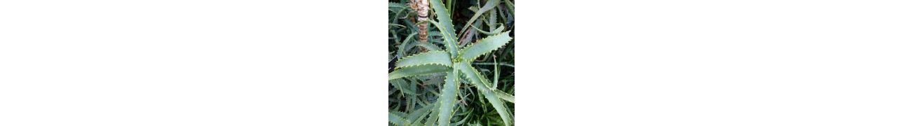 L'Aloe arborescens, plante aux mille vertus