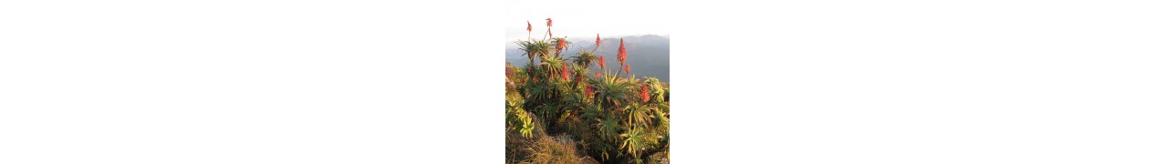Aloe arborescens Bio en jus
