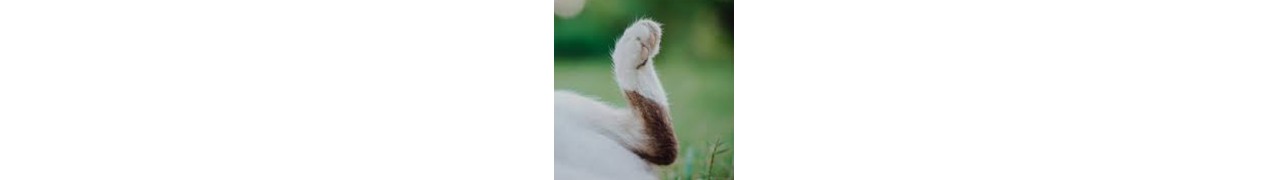 Articulations et souplesse des animaux
