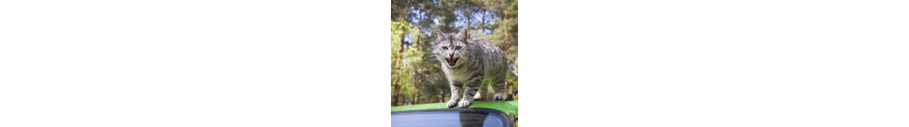 ▷ Défenses naturelles et tonus de votre animal