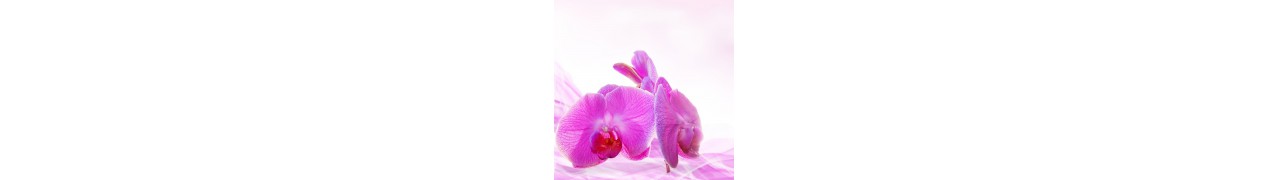 ▷ Cure de printemps