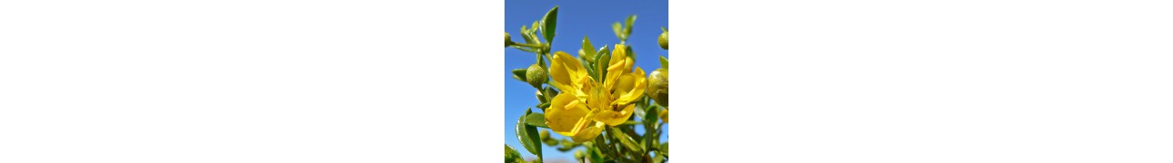 Plantes médicinales de l'Herboriste