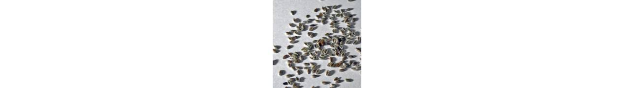 Psyllium blond Bio L'Ami du Colon