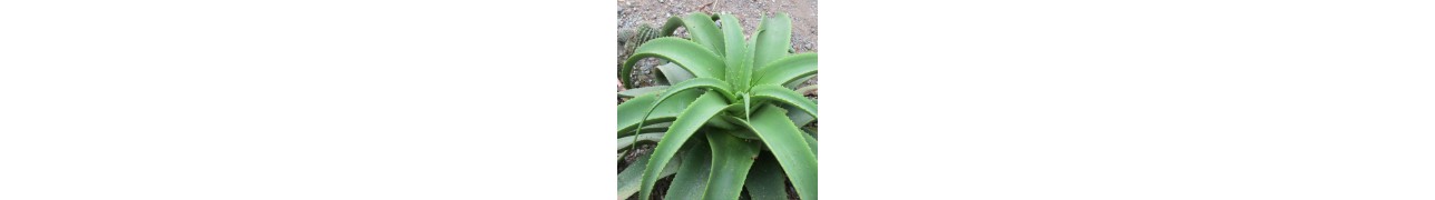 L'Aloe vera, la star des cosmétiques naturels