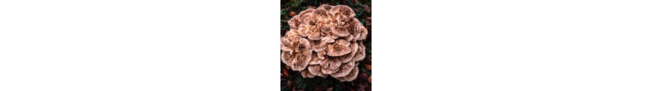 ▷ Le maitaké, un champignon stimulant et immunisant