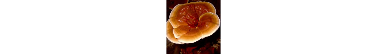 Le reishi stimule vos défenses immunitaires