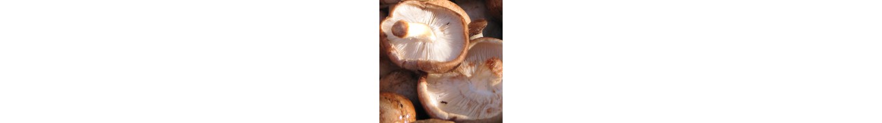 ▷ Gamme à base de shiitaké stimulant les défenses immunitaires