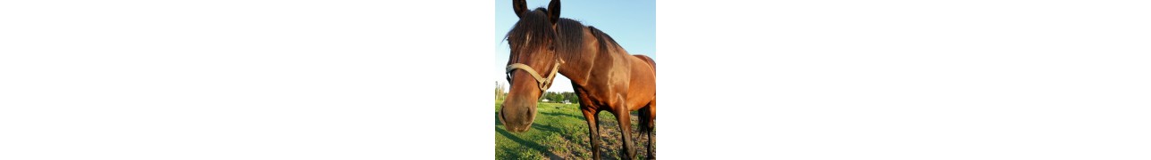 ▷ Phytothérapie, compléments naturels pour les chevaux