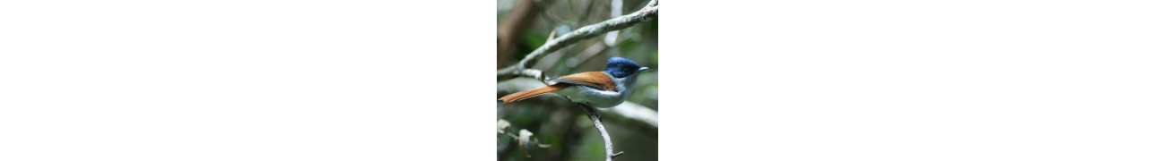 ▷ Phytothérapie pour les oiseaux et les poules