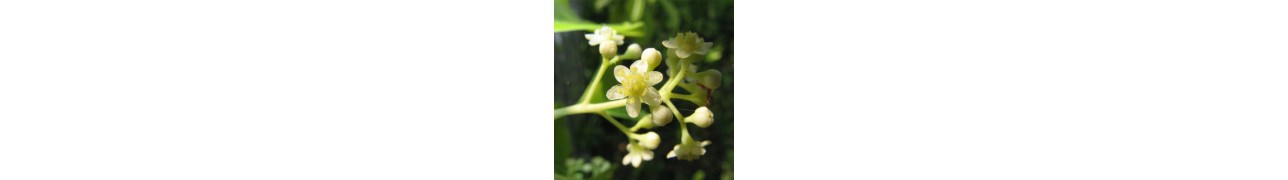 ▷ Huiles essentielles Ravintsara sélectionnées par notre herboriste