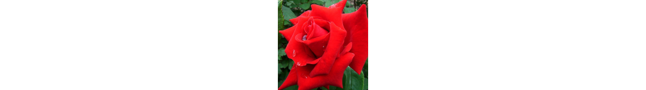 ▷ L'huile essentielle de rose favorisant l'équilibre nerveux