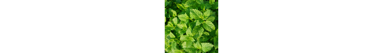 ▷ Huile essentielle Menthe poivrée et ses multiples bienfaits
