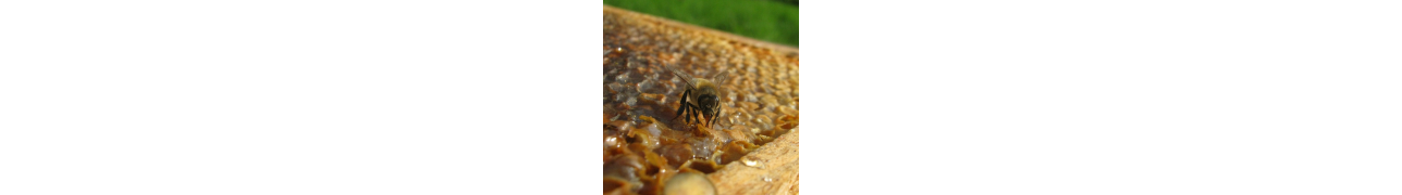 La cire d'abeille contribue au bien-être de votre peau et de vos muscles