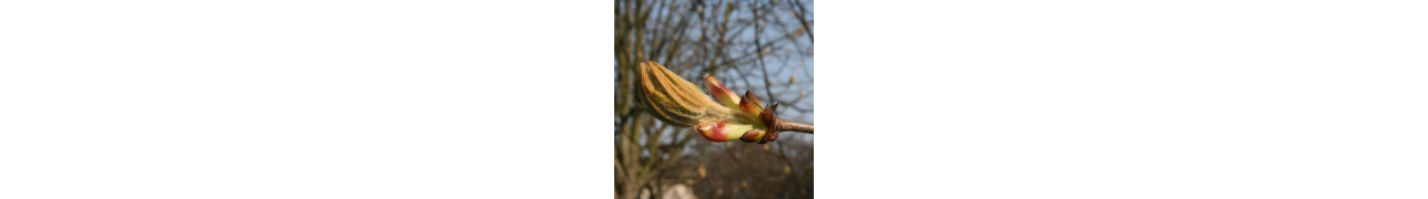 Les mélanges de bourgeons