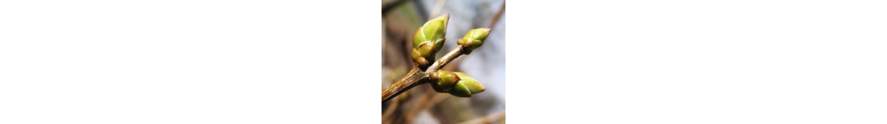 ▷ Les extraits unitaires de bourgeons