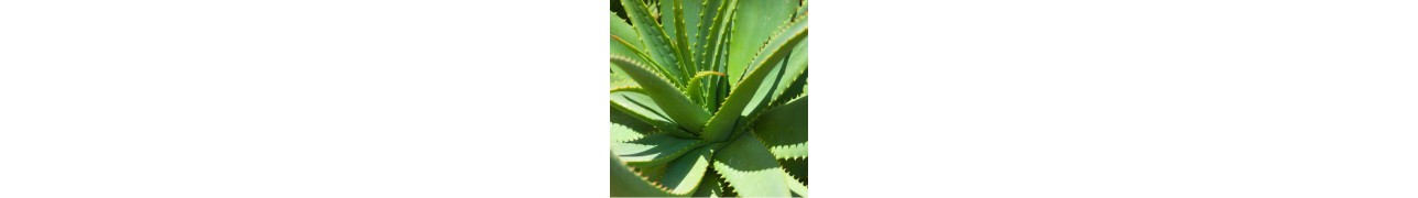 L'Aloe vera, plante aux mille vertus