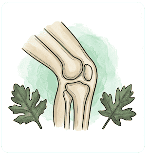 Plantes pour soulager la sciatique, le mal de dos, l'arthrose et le confort des articulations et muscles
