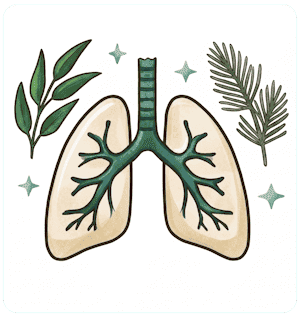 Remèdes naturels pour les voies respiratoires, apaiser la toux et soutenir la santé des poumons