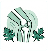 Plantes pour soulager la sciatique, le mal de dos, l'arthrose et le confort des articulations et muscles