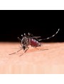 Image de la categorie Anti-moustiques