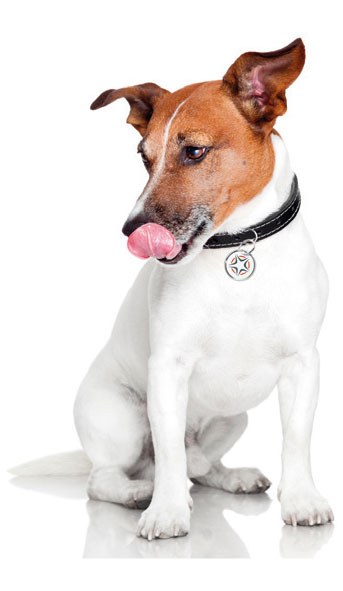 Jack Russell assis qui se lèche les babines, en attente d’une friandise Bio-Bones