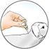Dessin d’une main déposant Melaflon Spot On à la pipette sur la peau d’un chien