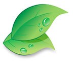 Feuilles vertes perlées de gouttes, illustration des huiles essentielles de Melaflon Cheval