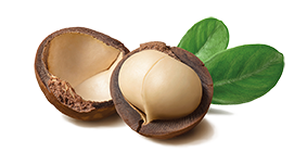 Noix de macadamia ouvertes et feuilles vertes, huile principale de l’Huile de soins Anibio