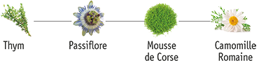 Frise des plantes de Stop’Verm : thym, passiflore, mousse de Corse et camomille romaine