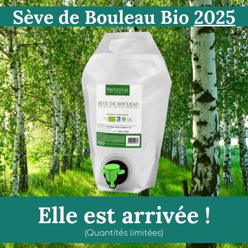 Seve de bouleau 2025