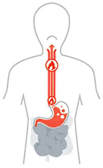 Photo d'un schéma du tube digestif