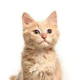 photo d'un chaton roux vu de face