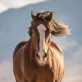 photo d'un cheval en pleine cours vu de face