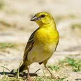 photo d'un canari jaune tournant la tête