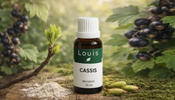 Le bourgeon de Cassis : la cortisone naturelle de l'herboristerie