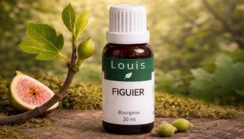 Le bourgeon de Figuier : remède naturel du stress et de la digestion