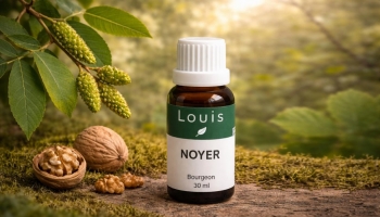 Le bourgeon de Noyer : flore intestinale et immunité