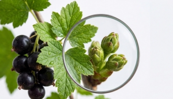 Cassis : Dangers, effets secondaires et contre-indications