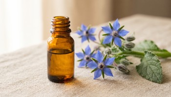 Bourrache : l'huile et la plante, ce qui les sépare