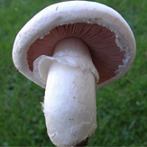 agaricus