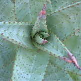 aloe-ferox