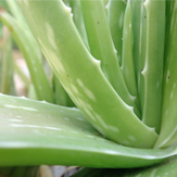 aloe-vera