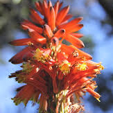 aloe arborescent