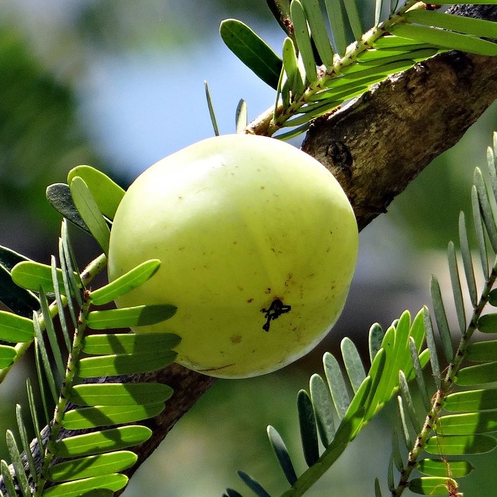 amla