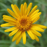 arnica