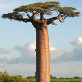 baobab