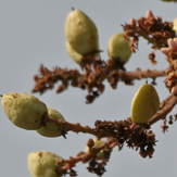 boswellia serrata